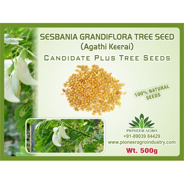 Sesbania Grandifora (Agathi) Tree Seed 500G - அகத்தி மரம் விதைகள்