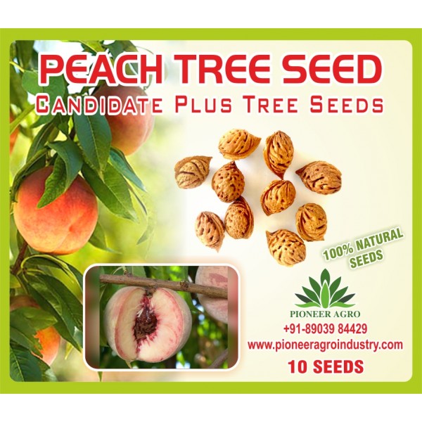 PEACH Fruit Seed (10 Seeds) - பீச் பழ விதை