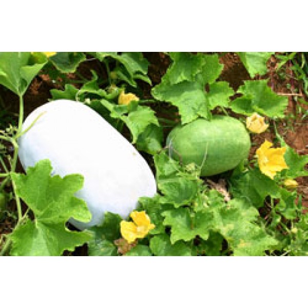 Ash Gourd Seeds - சாம்பல் பூசணிக்காய் விதைகள்