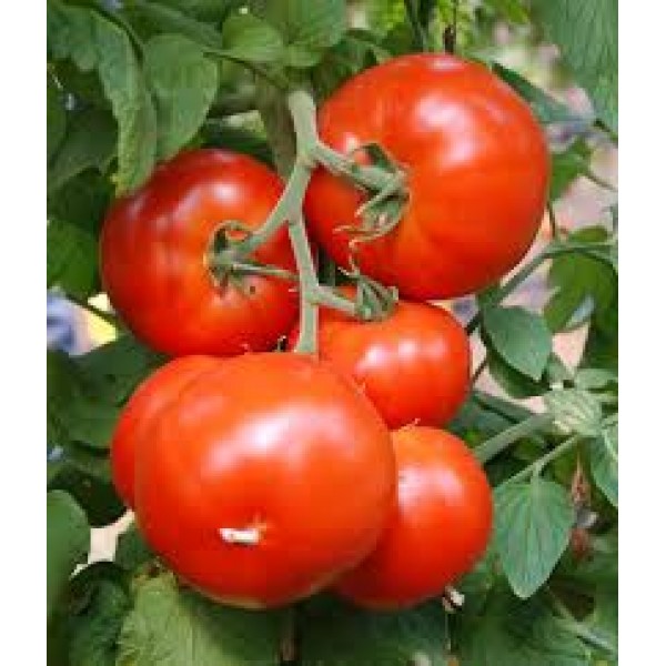 Tomato Seeds - தக்காளி விதைகள்