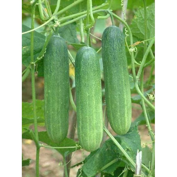 Cucumber (Salad) Seeds - வெள்ளரி விதைகள்