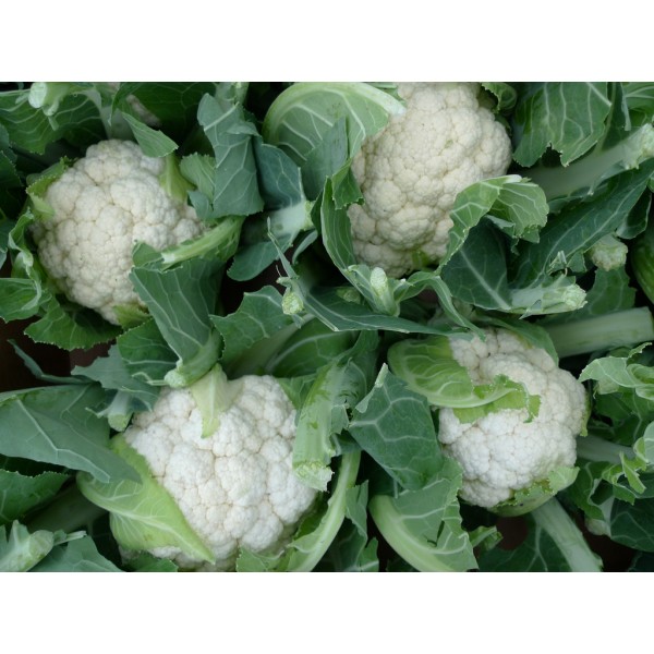 Cauliflower Seeds (50g)- காலிஃபிளவர் விதைகள்(50g)